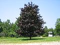 Crimson King Maple